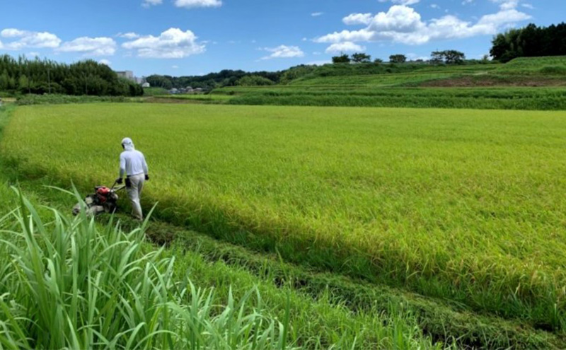 むすびの黒田米 こしひかり 15キロ [ 米 お米 15kg 5kg×3袋 コシヒカリ お弁当 おむすび 冷めても美味しい ]