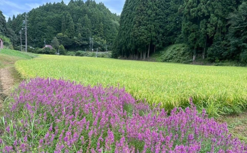 先行販売！令和7年度産　伊賀産コシヒカリ　極上　箸ひかり(精米)5kg コシヒカリ 3年連続 特A 米 こしひかり ご飯 ごはん 白米 精米 三重県 名張市