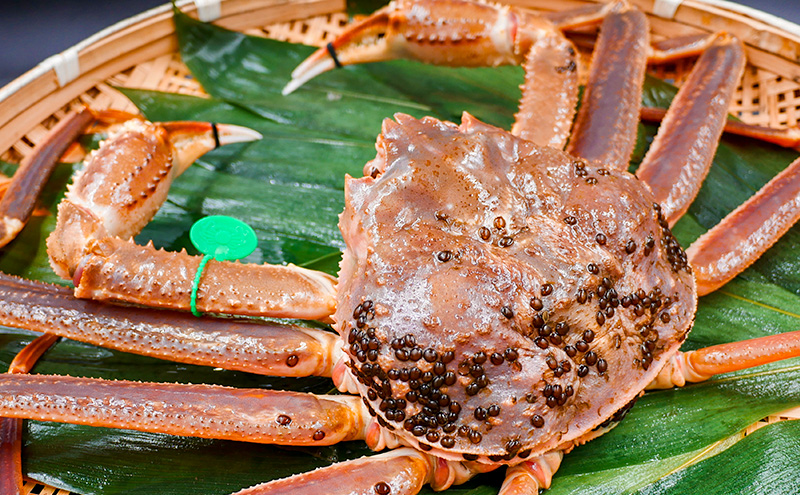 松葉ガニ　茹で　タグ付き　1.3kg up《2024年11月中旬～12月中旬、もしくは、2025年1月中旬以降以降順次発送》