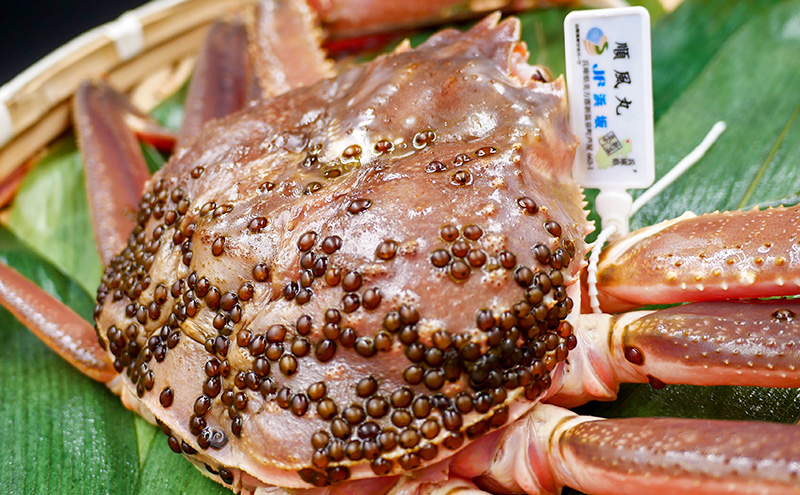 松葉ガニ　茹で　タグ付き　1.3kg up《2024年11月中旬～12月中旬、もしくは、2025年1月中旬以降以降順次発送》