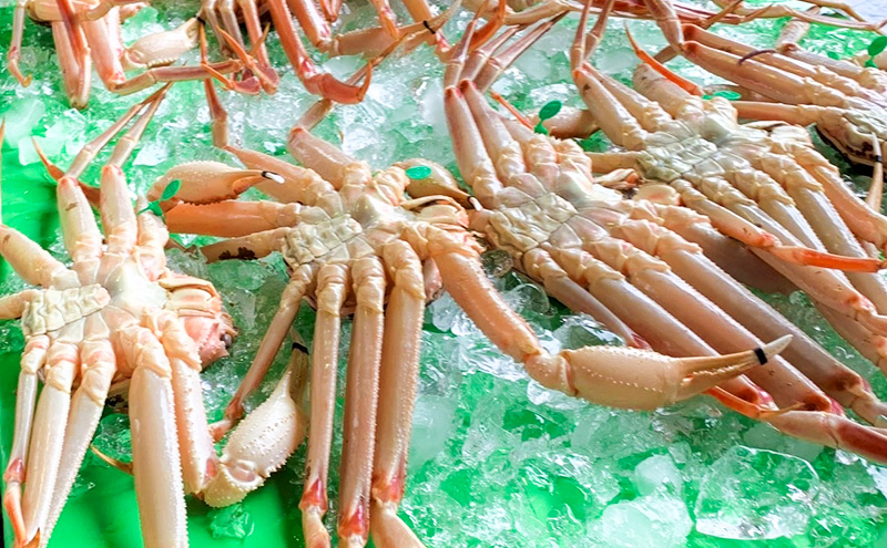 松葉ガニ　茹で　タグ付き　1.2kg up《2024年11月中旬～12月中旬、もしくは、2025年1月中旬以降以降順次発送》