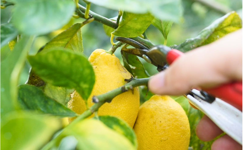 宮津産 レモン 3kg　国産 檸檬 柑橘類 果物 くだもの フルーツ 京都府 宮津市