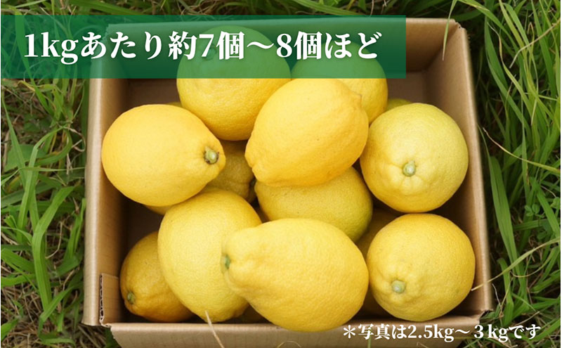 宮津産 レモン 5kg　国産 檸檬 柑橘類 果物 くだもの フルーツ 京都府 宮津市