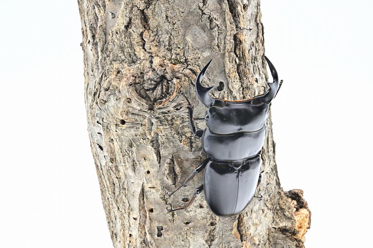 サステナブル オオクワガタ オス メス 成虫ペアセット　クワガタ 成虫 ペア セット 生体 日本国産 国産 虫 昆虫 生き物 生物 子供 趣味 男の子 ペット 育成 観察 学習 自由研究 京都府 南丹市