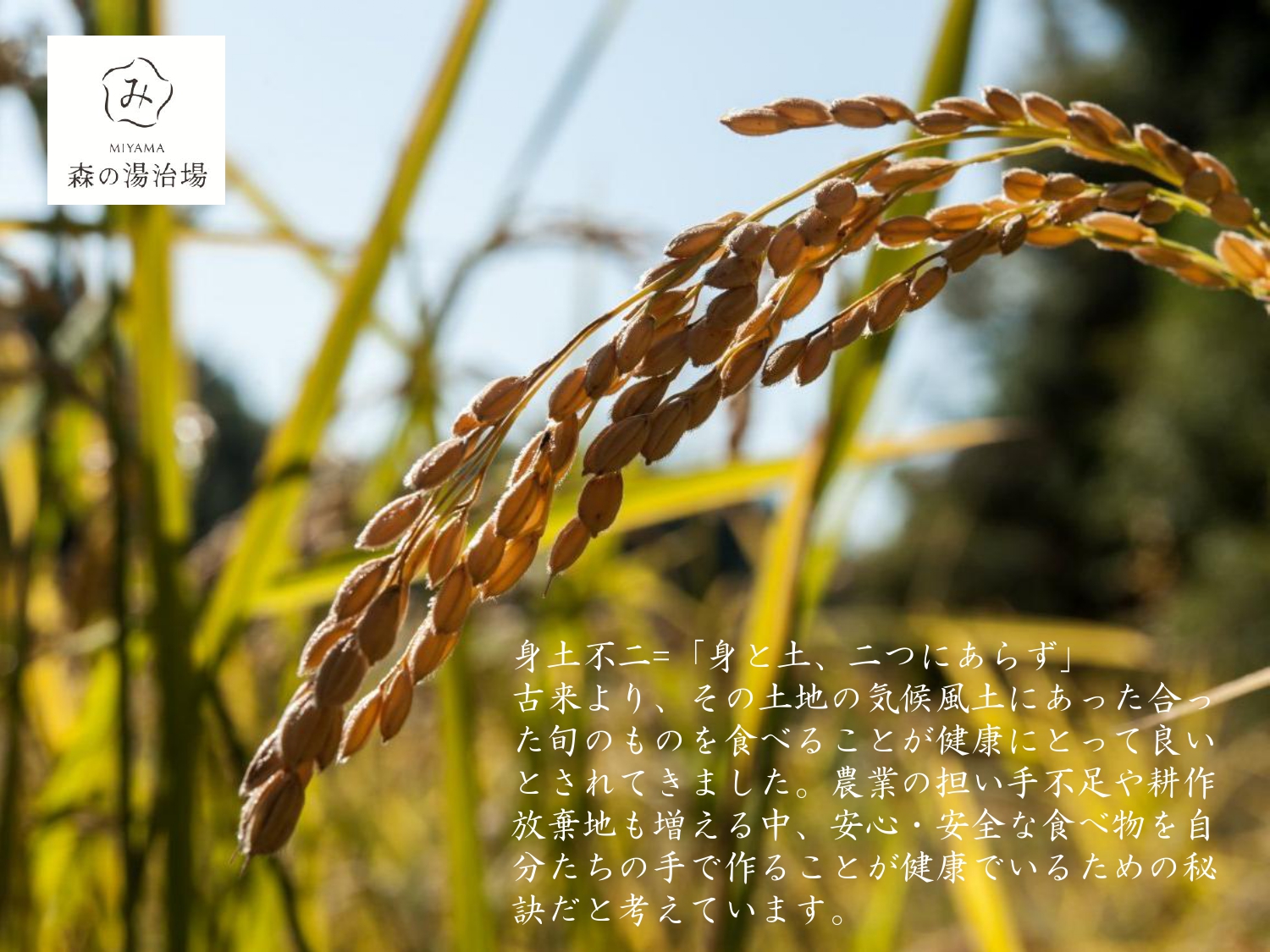 令和7年産先行予約 京都美山産コシヒカリ 10kg　こしひかり 精米 コメ こめ お米 単一原料米 ごはん ご飯 京都