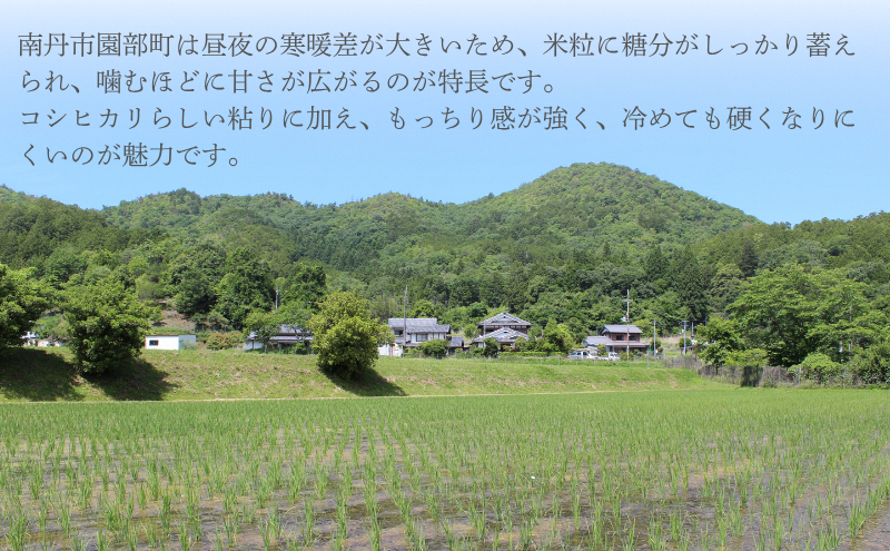 【無洗米】令和7年産 新米予約 コシヒカリ 10kg【 お米 米 コメ 精米 南丹市 】