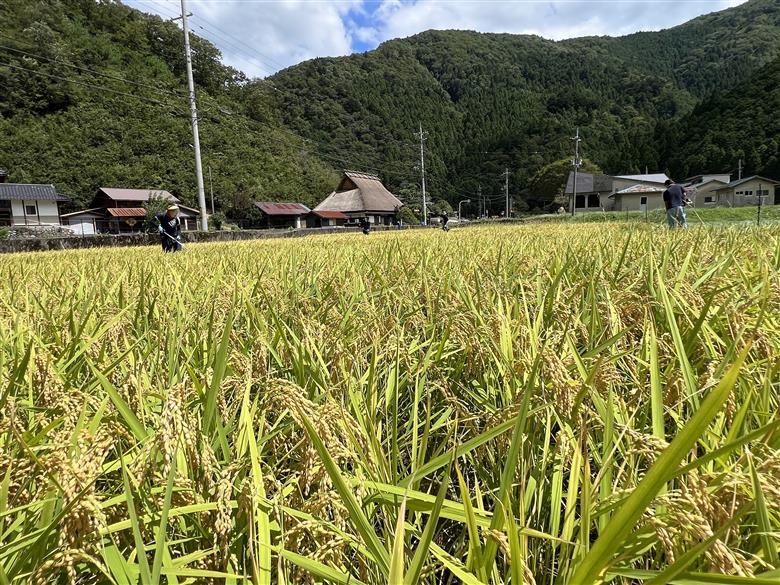 定期便 6回　料理旅館きぐすりや　令和7年産 　特別栽培米キヌヒカリ 10kg