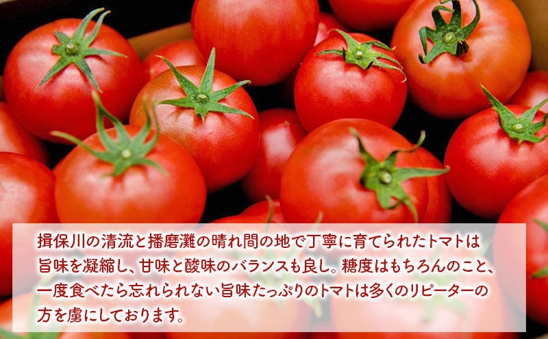【11月中旬以降順次出荷】もりゑとまと　詰合せ [ 大玉 トマト とまと 高糖度 産地直送 野菜 ]