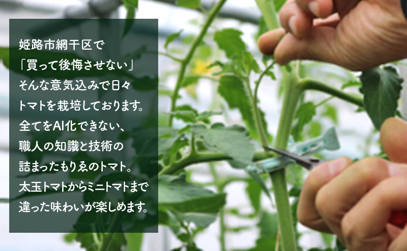 【11月中旬以降順次出荷】ミニトマト（2種）ご自宅用  [ ミニ とまと 高糖度 産地直送 野菜 ]