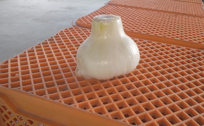 ジャンボ黒にんにく 1kg ニンニク 健康 兵庫県 洲本市 淡路島