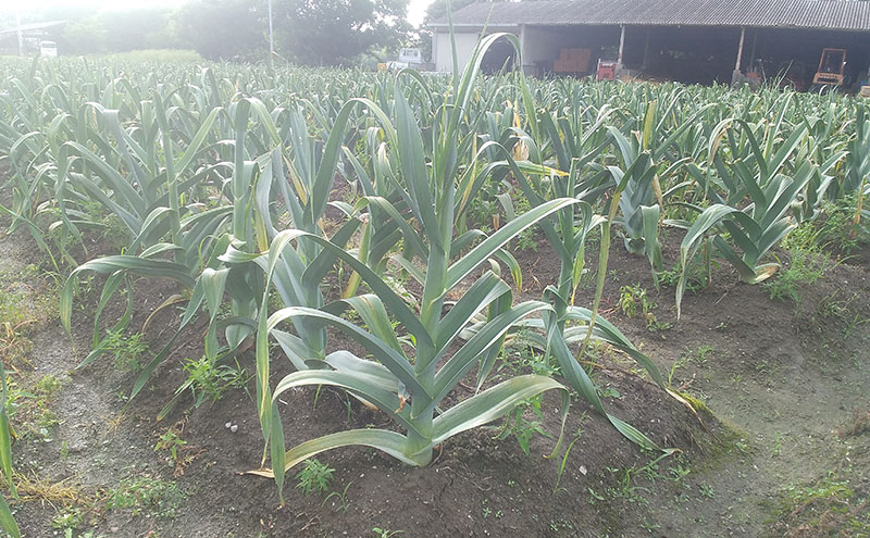 ジャンボ黒にんにく 1kg ニンニク 健康 兵庫県 洲本市 淡路島