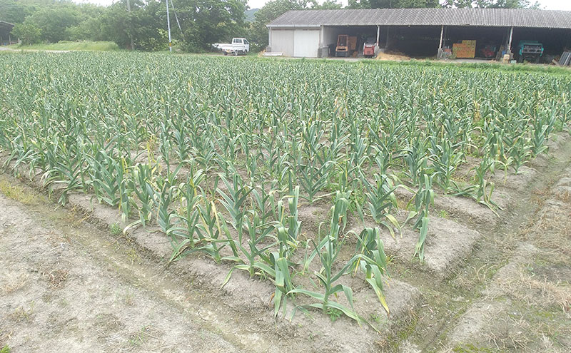 ジャンボ黒にんにく 1kg ニンニク 健康 兵庫県 洲本市 淡路島