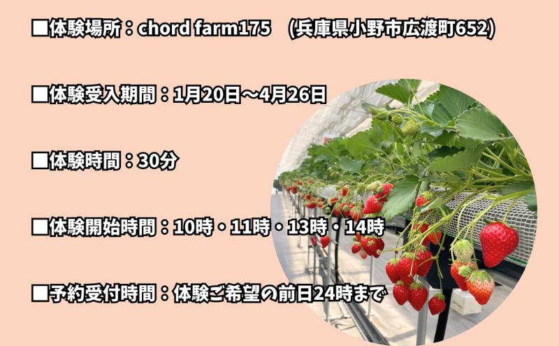 いちご狩り早期招待チケット3枚セット | 苺 イチゴ 体験 チケット お出かけ