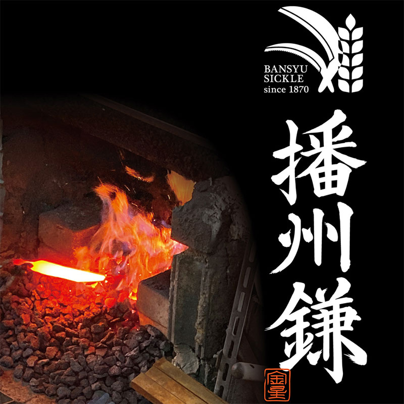 播州鎌 鋸鎌(中目)「180041」　麦刈り 稲刈り