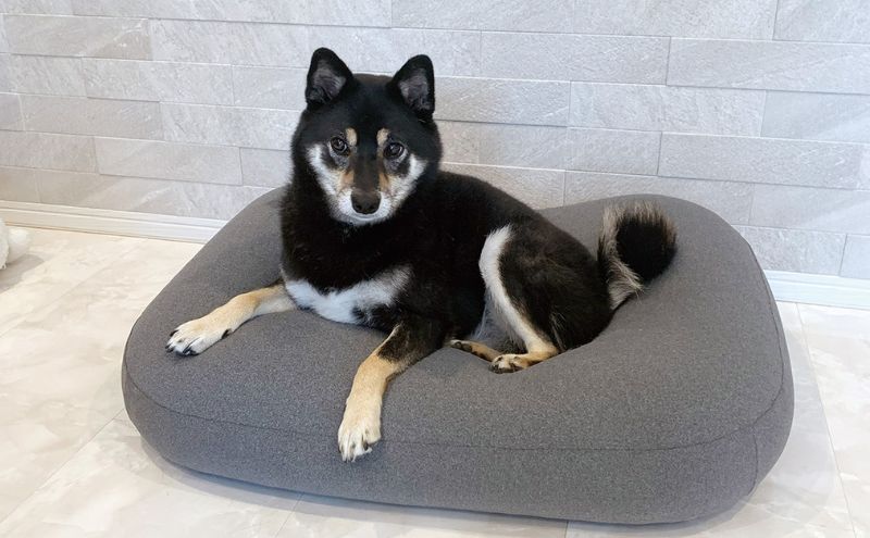 雲にのるペットソファ　スクエア　Sサイズ　本体（カバー付き）グレー