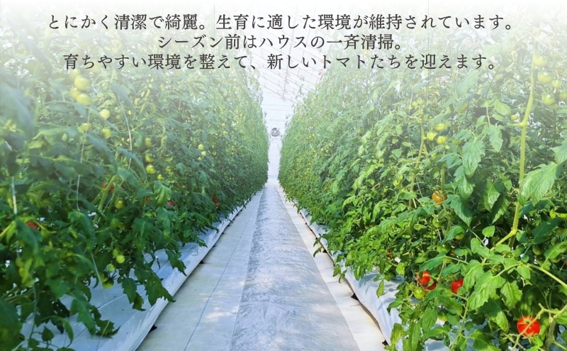 ミニトマト 「 QUONトマト 」1kg 化粧箱入[ QUON 甘い トマト 志づ華乃 高糖度 プレゼント ]