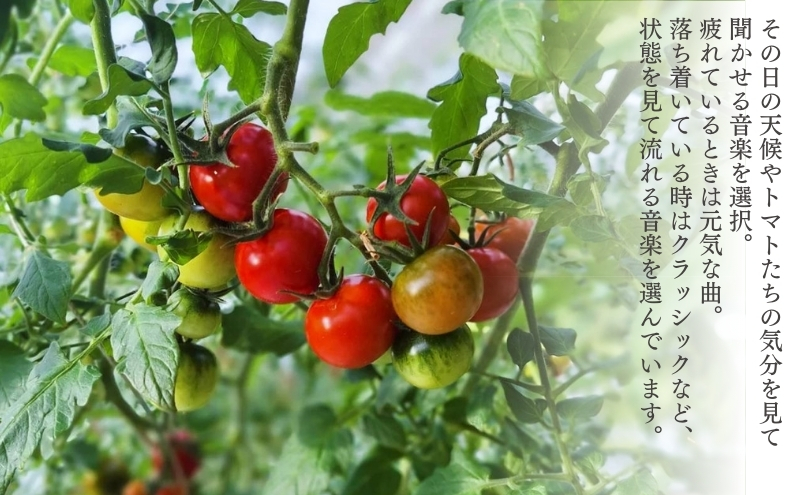 ミニトマト 「 QUONトマト 」1kg 化粧箱入[ QUON 甘い トマト 志づ華乃 高糖度 プレゼント ]