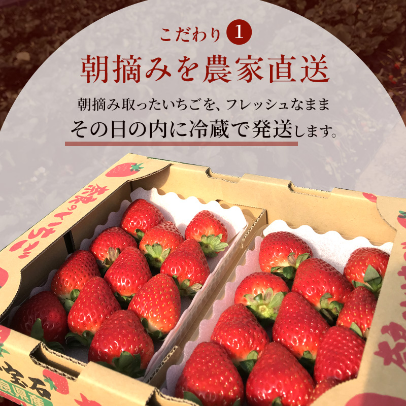 【先行予約】今西さん家の奈良いちご古都華 × 6パック いちご 苺 イチゴ ブランド 古都華 フルーツ 果物 国産 贈答用 プレゼント ギフト 大和郡山市 奈良