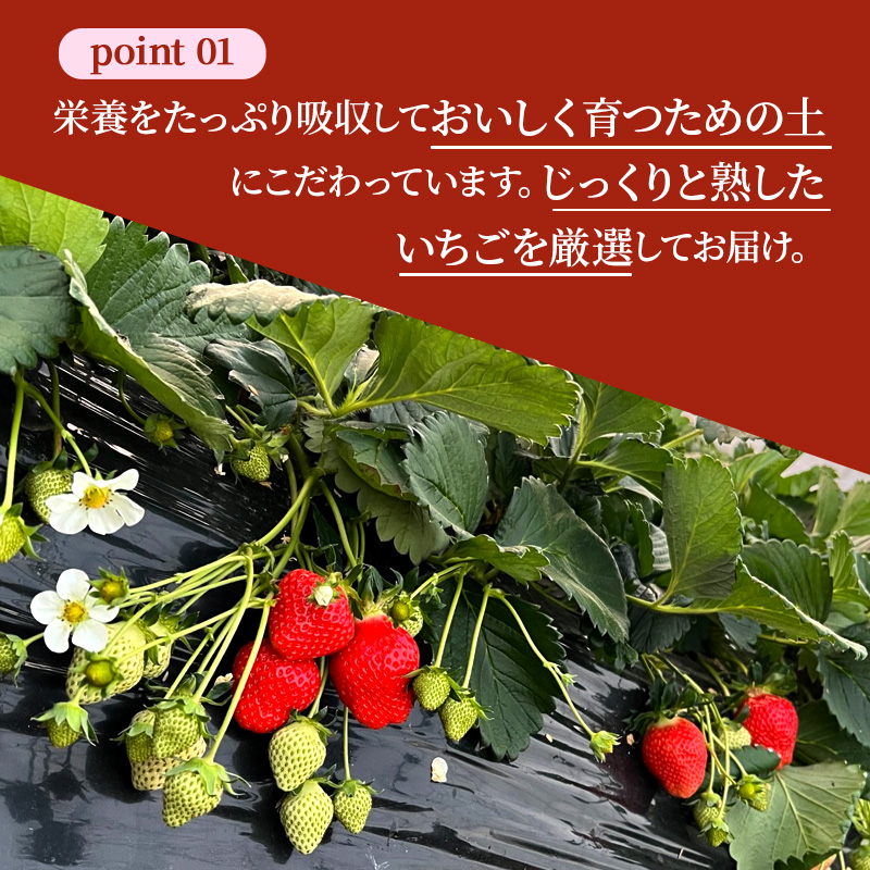 【先行予約】奈良県　佃農園　プレミアム古都華【宝珠の煌（きらめき）】