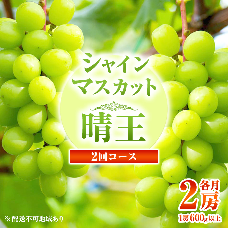 ぶどう 定期便 2024年 先行予約 シャイン マスカット 晴王 各月2房(1房600g以上) 2回コース マスカット ブドウ 葡萄 岡山県産 国産 フルーツ 果物 ギフト