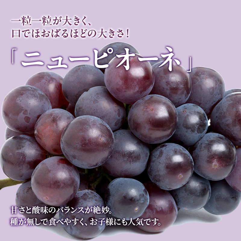 ぶどう 定期便 2026年 先行予約 晴れの国 岡山 の ぶどう定期便 3回コース 葡萄 ブドウ 岡山県産 国産 セット ギフト 旬のぶどう アレキサンドリア ニューピオーネ 強い甘み シャインマスカット