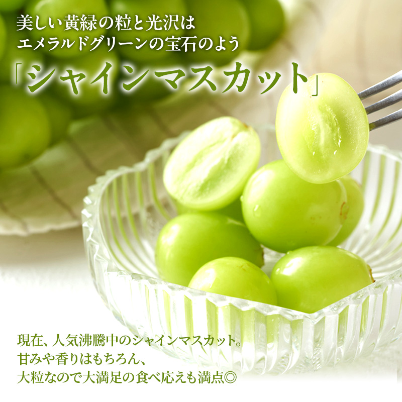 ぶどう 定期便 2026年 先行予約 晴れの国 岡山 の ぶどう定期便 3回コース 葡萄 ブドウ 岡山県産 国産 セット ギフト 旬のぶどう アレキサンドリア ニューピオーネ 強い甘み シャインマスカット