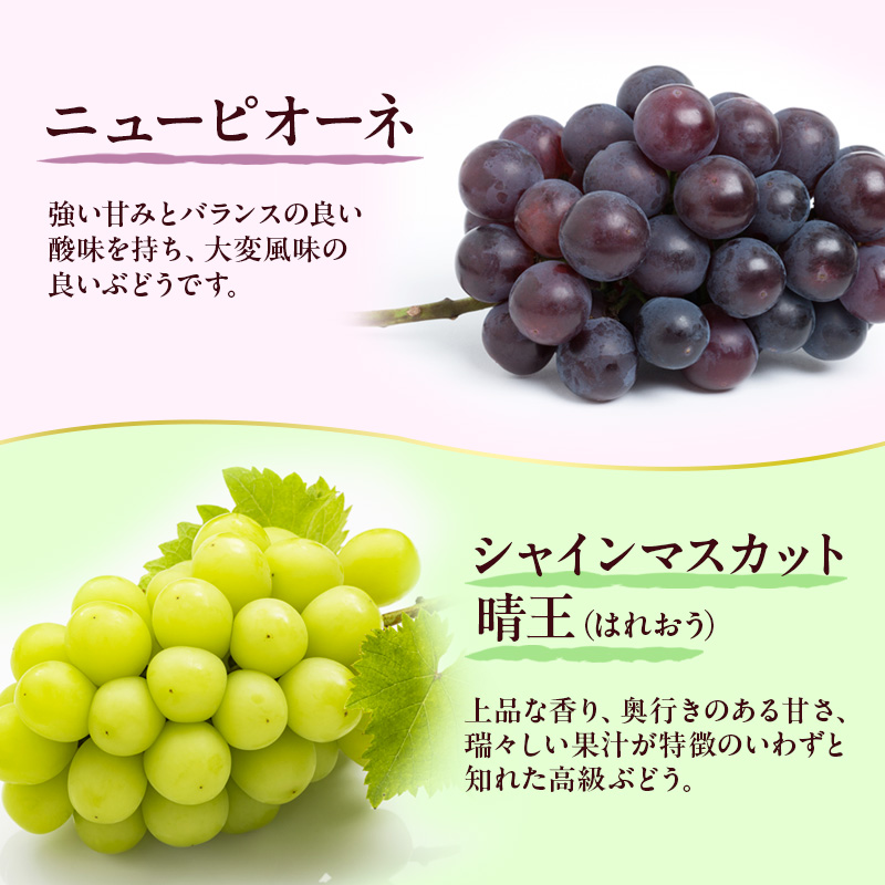 フルーツ 定期便 2026年 先行予約 フルーツ王国 岡山 厳選 果物 （7月 9月 10月）3回コース 桃 もも 葡萄 ぶどう 岡山県産 国産 セット ギフト ニューピオーネ シャインマスカット 晴王 旬の果物