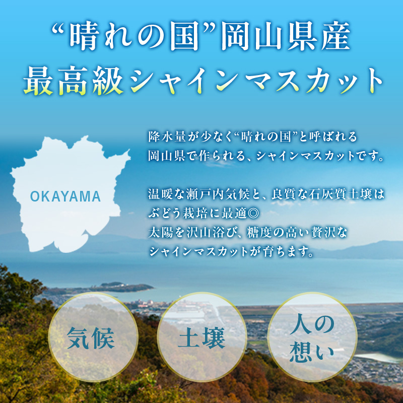 ぶどう 定期便 2026年 先行予約 シャイン マスカット 晴王 各月2房（1房600g以上） 2回コース マスカット ブドウ 葡萄  岡山県産 国産 フルーツ 果物 ギフト 上品な香り 最高級 大粒 種なし