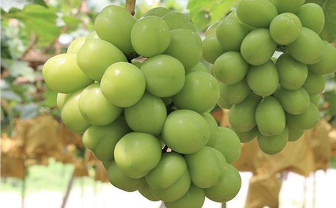 ぶどう 早期受付 シャイン マスカット 1房（500g以上） ブドウ 葡萄 岡山県産 国産 フルーツ 果物 ギフト 桃茂実苑