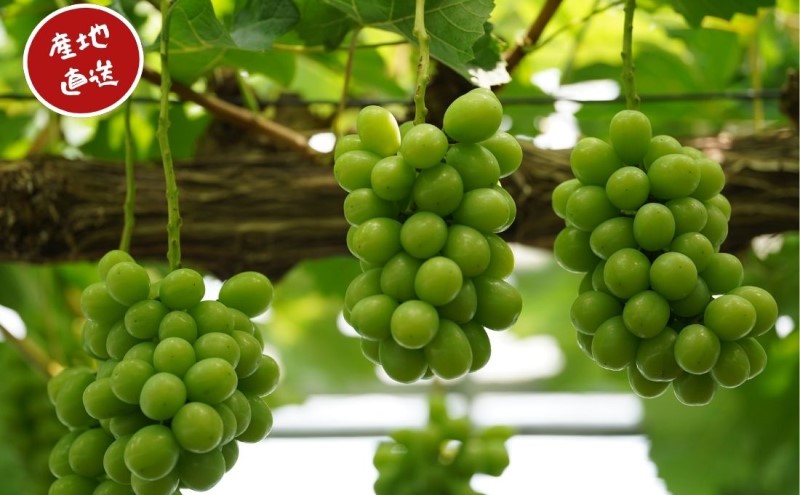 訳あり シャインマスカット 2～3房 合計1.6kg以上 産地直送 朝採れ ぶどう 葡萄 シャイン マスカット 岡山 Kawahara Green Farm 岡山県産 2026年