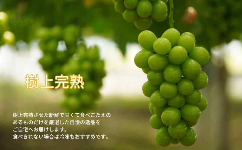 訳あり シャインマスカット 2～3房 合計1.6kg以上 産地直送 朝採れ ぶどう 葡萄 シャイン マスカット 岡山 Kawahara Green Farm 岡山県産 2026年