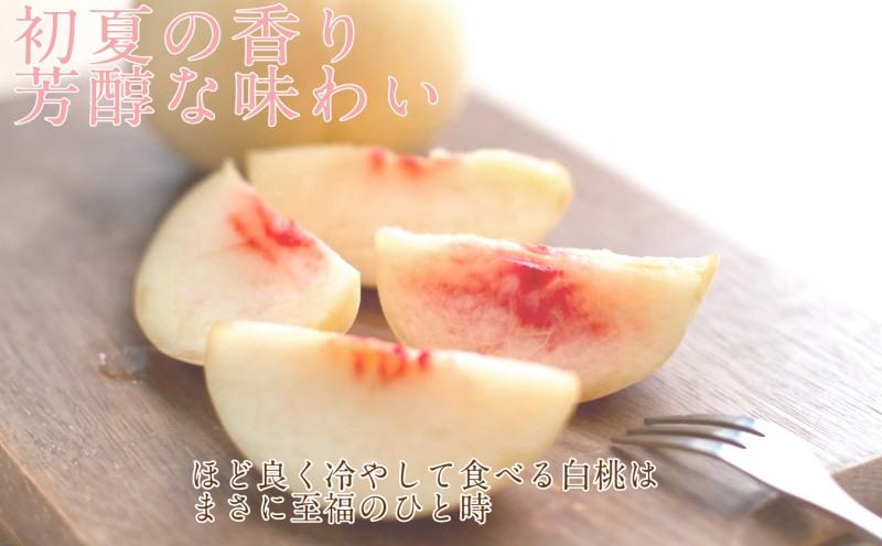 もも 2026年 先行予約 岡山匠の白桃 約1.5kg 5～6玉 犬塚農園 岡山県産 白桃 桃 モモ ギフト 初夏 みずみずしい