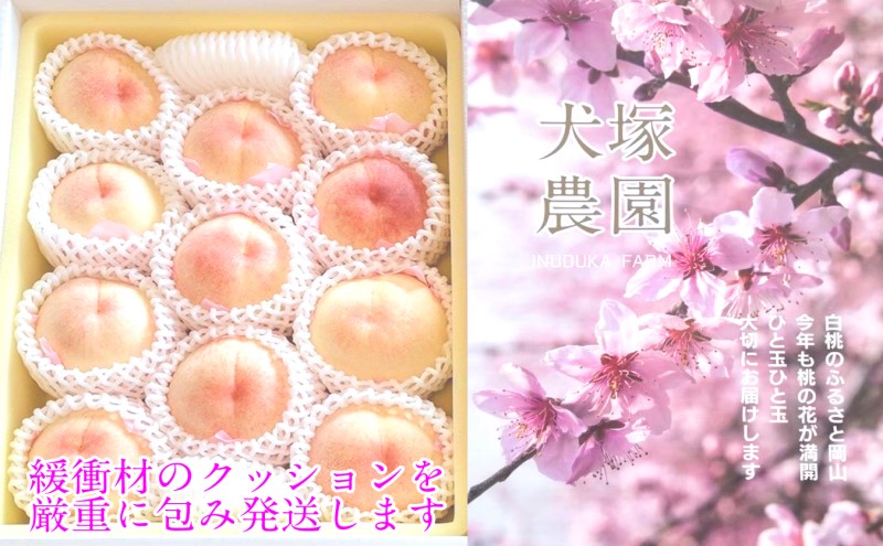 もも 2026年 先行予約 岡山匠の白桃 約3.4kg 11～12玉 犬塚農園 岡山県産 白桃 桃 モモ ギフト 初夏 みずみずしい