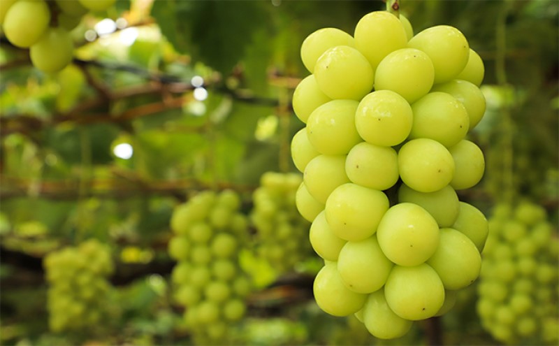 ぶどう 【2026年 早期受付】 ぶどうセット シャインマスカット 1房・ クイーンニーナ 1房（合計約1kg） ブドウ 葡萄 岡山県産 国産 フルーツ 果物 ギフト