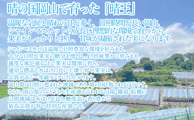 2026年 先行予約受付中 シャインマスカット晴王2房 約1.1kg 岡山県産 種無し 皮ごと食べる みずみずしい 甘い フレッシュ 瀬戸内 晴れの国 おかやま 果物大国 ハレノフルーツ