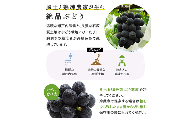 ぶどう 2026年 先行予約 ニューピオーネ 2房(1房480g以上) 化粧箱入り ブドウ 葡萄 岡山県産 国産 フルーツ 果物 ギフト