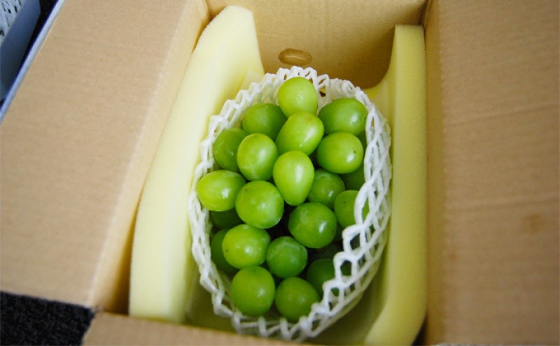 ぶどう 2026年先行予約 シャインマスカット 1房 約600g 岡山県産 お届け 9月上旬～10月中旬