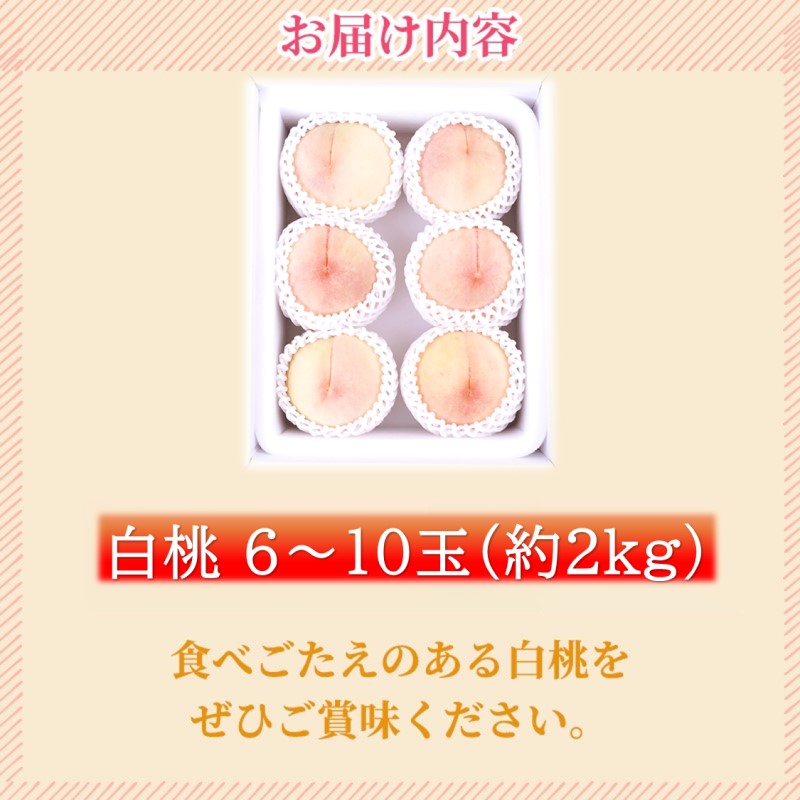 2026年 早期受付【高島屋選定品】「雲岡園芸」雲岡健二さんの白桃 6～10玉（約2kg） もも モモ 岡山県産 国産 フルーツ 果物 ギフト