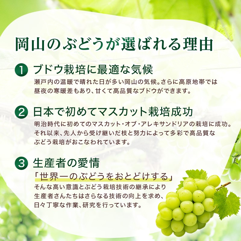 2026年 早期受付 高梁市産 シャインマスカット 大房 (約700g) ぶどう ブドウ 葡萄 果物 フルーツ