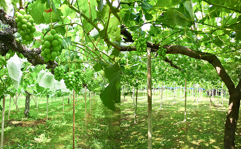 2026年 早期受付 ぶどう 晴れの国 シャインマスカット 2kg (4～5房) 化粧箱入り 岡山県 高梁市 ブドウ 葡萄 果物 フルーツ