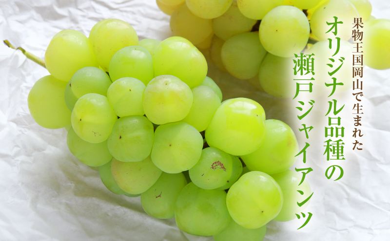 【2026年 先行予約】【訳あり品】瀬戸ジャイアンツ 2房 合計約1kg 常温配送 ぶどう 葡萄 フルーツ 果物 岡山 岡山のぶどう 食後 デザート 産地直送 皮ごと 酸味が少ない 爽やか 甘い