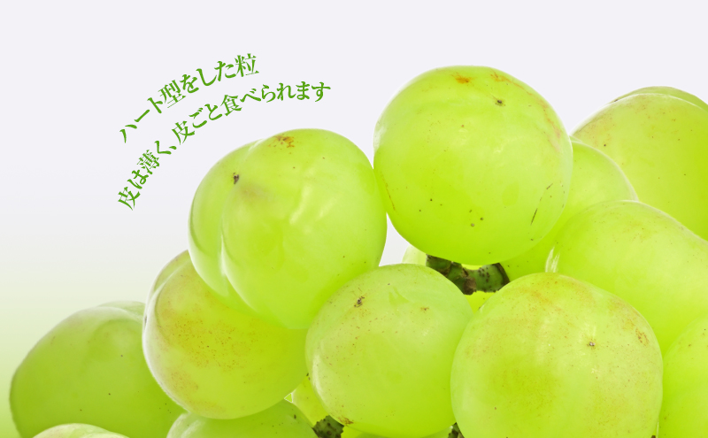 【2026年 先行予約】【訳あり品】 瀬戸ジャイアンツ 2房 合計約1kg 冷蔵配送 ぶどう 葡萄 フルーツ 果物 岡山 岡山のぶどう 食後 デザート 産地直送 皮ごと 酸味が少ない 爽やか 甘い