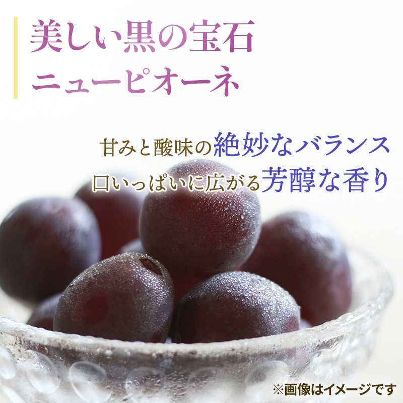 2026年 早期受付 ぶどう ピオーネ 約2kg（3～4房）岡山県高梁市産 まつむら農園 個装箱入り 葡萄 ブドウ 贈り物