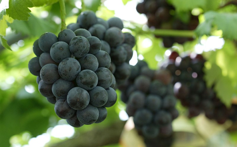 桃 ぶどう 2026年 先行予約 果物 味比べ三昧 岡山 白桃 2玉 等級：ロイヤル（1玉220g以上）ニュー ピオーネ 1房 380g以上 詰合せ もも 葡萄 岡山県産 国産 フルーツ 果物 ギフト 岡山の桃 岡山の葡萄 食べ比べ