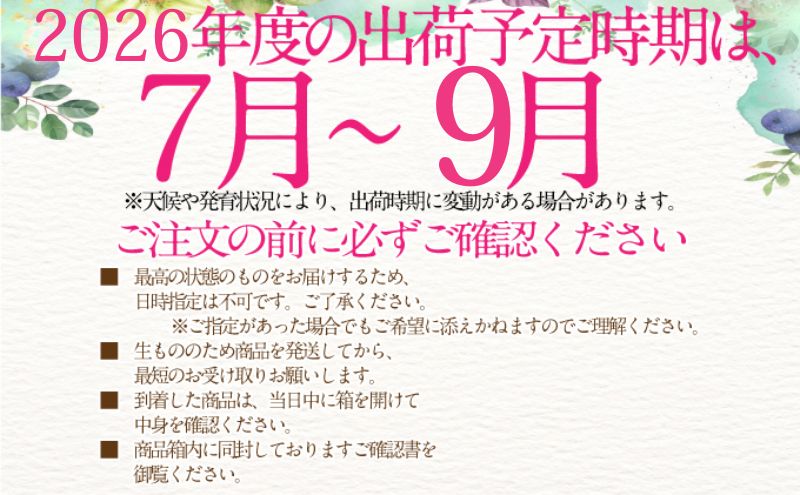 2026年予約受付中 シャインマスカット 晴王 7月8月9月に1回づつ出荷 3回 定期便 1房 約600g  人気 岡山県産 種無し 皮ごと食べる みずみずしい  フレッシュ 晴れの国 おかやま 果物大国 ハレノフルーツ [№5735-3228]