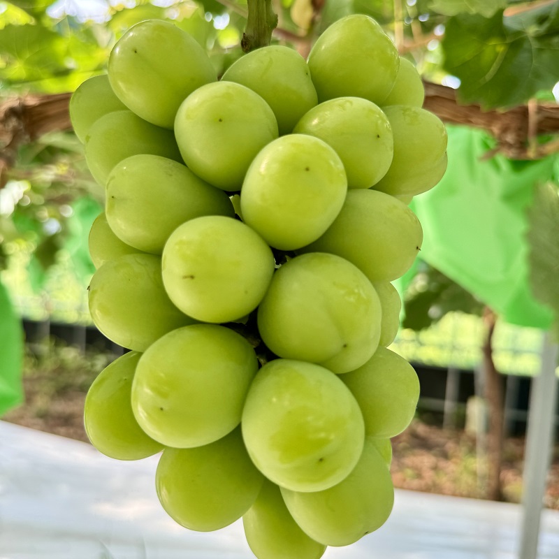 ぶどう 2026年 先行予約 ぶどう 話題の品種 富士の輝＆こだわりのシャインマスカット 贈答ランク 合計約1.4kg ブドウ 葡萄 岡山県産 国産 フルーツ 果物 ギフト 【 Nini farm 農家 直送 】