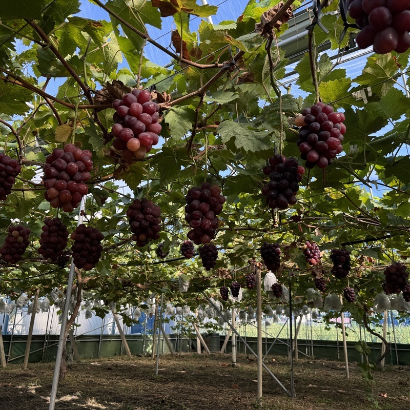 ぶどう 2026年 先行予約 話題の品種 富士の輝 1房詰め 特秀ランク 800g以上 特秀 葡萄 岡山県産 国産 フルーツ 果物 ギフト 【 Nini farm 農家 直送 】
