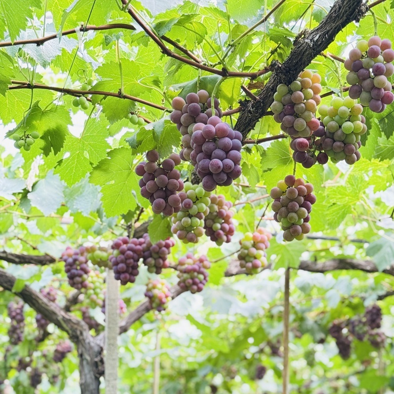 ぶどう 2026年 先行予約 農家こだわりの シャイン マスカット ＆ オーロラブラック 2房 合計約800g ご家庭用クラス 葡萄 岡山県産 国産 フルーツ 果物 ギフト 【 Nini farm 農家 直送 】