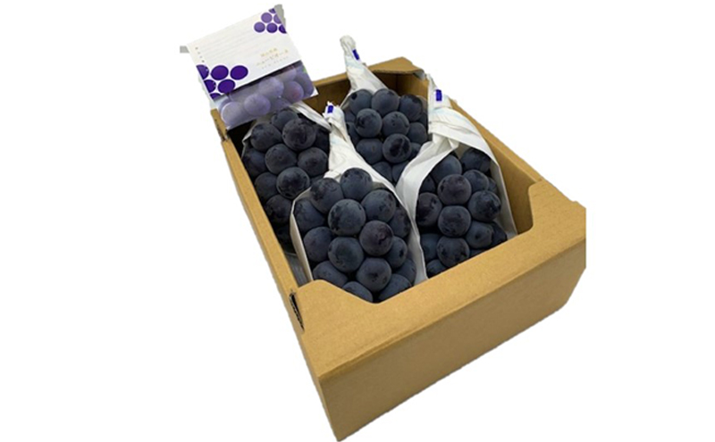 ぶどう 2026年 先行予約 ニューピオーネ4房(1房480g以上) ブドウ 葡萄 岡山県産 国産 フルーツ 果物 ギフト