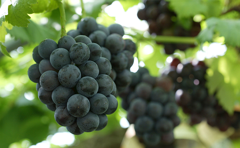 フルーツ 定期便 2026年 先行予約 晴れの国 岡山 の 定期フルーツ定期便 3回コース桃 もも 葡萄 ブドウ 岡山県産 国産 セット ギフト